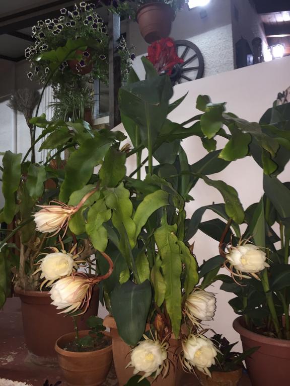 Estia Vasilis Manoli Apartment Айя Напа Екстериор снимка